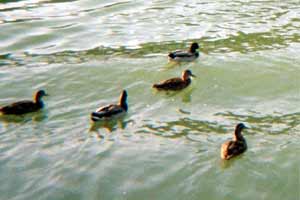 chambre-hote-MEV|marne-canard